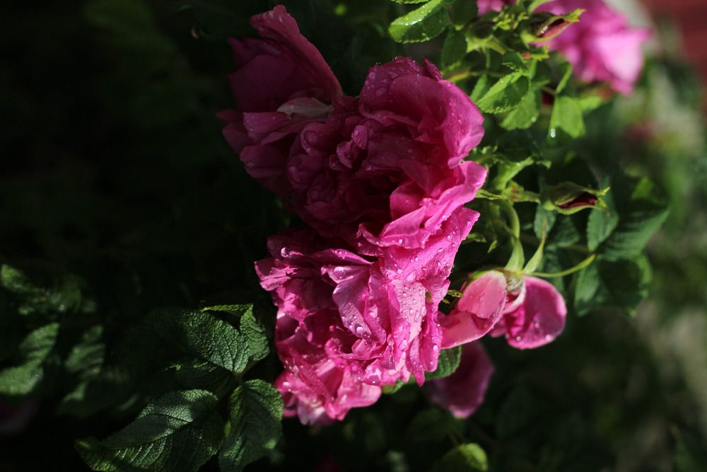 Photograph by Наталья Шевелева