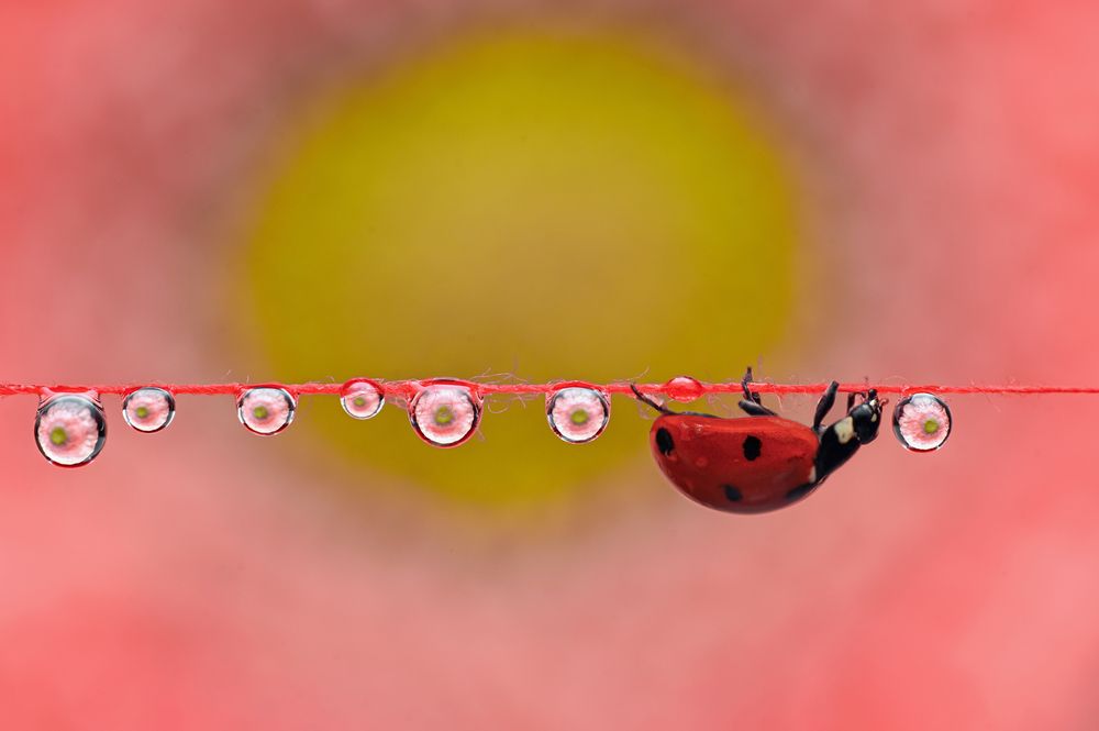 Photograph by Tsvetan Ganev