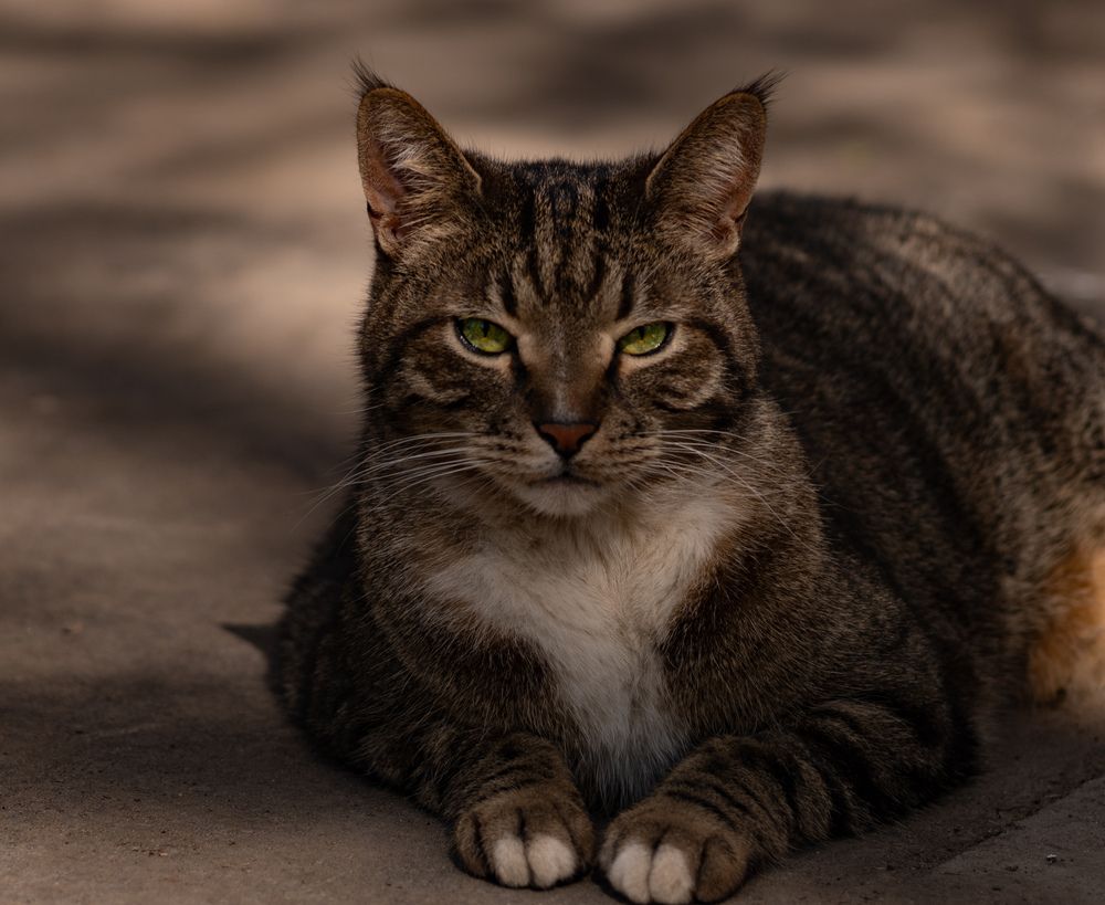Фотография автора Мария Степина