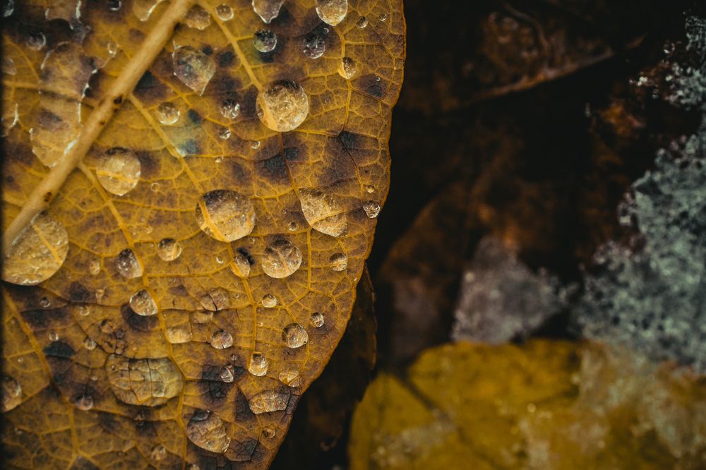 Photograph by Максим Светличный