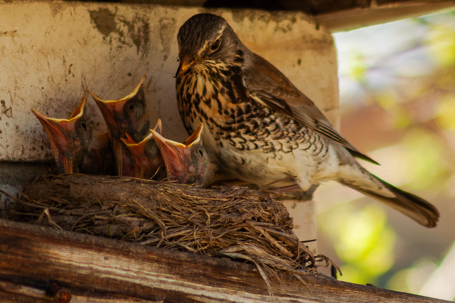 Photo #13573816