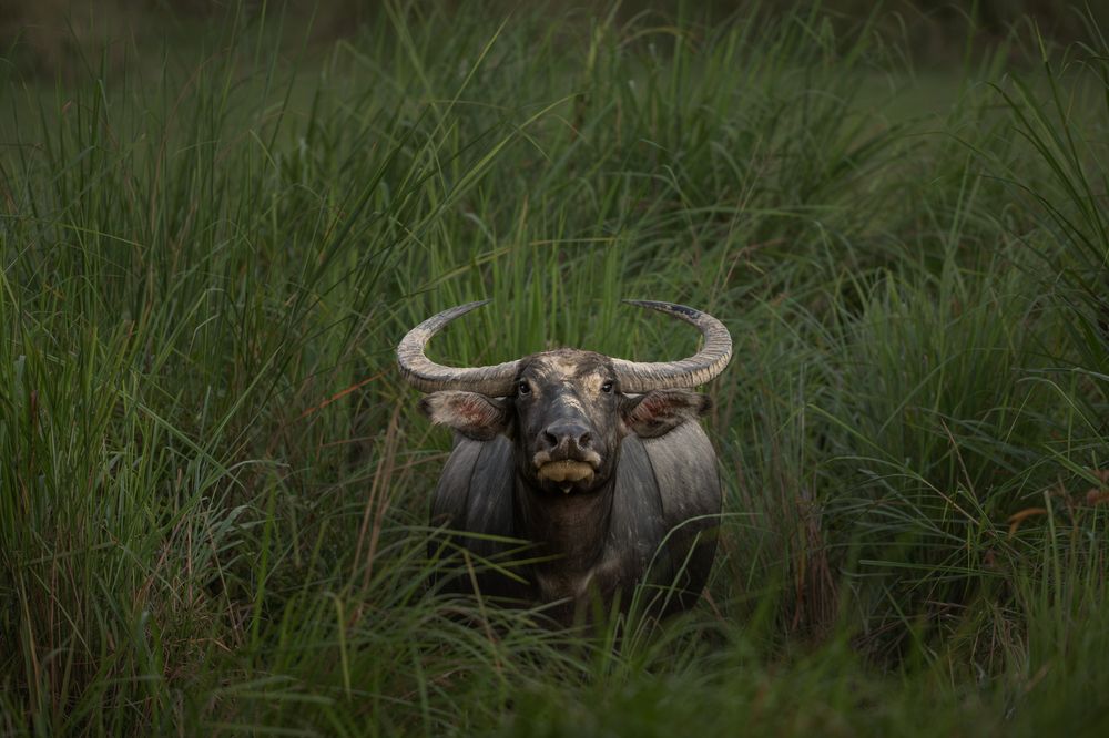 Photograph by Narayanan Iyer