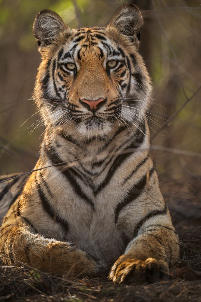 Photograph by Narayanan Iyer