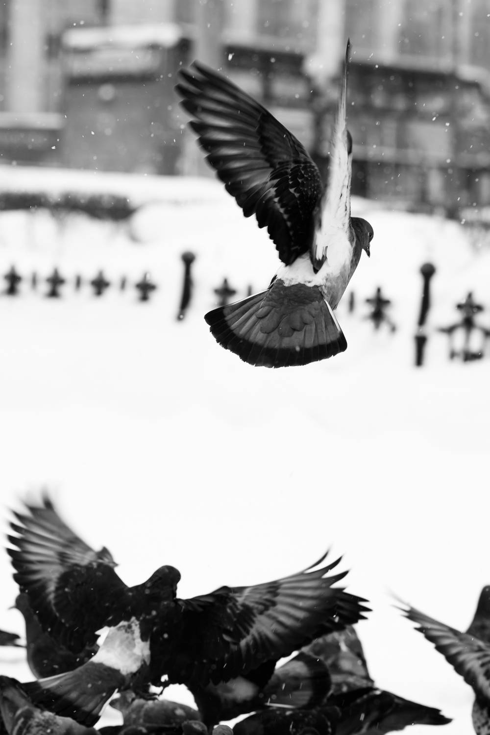 Photo #13574023