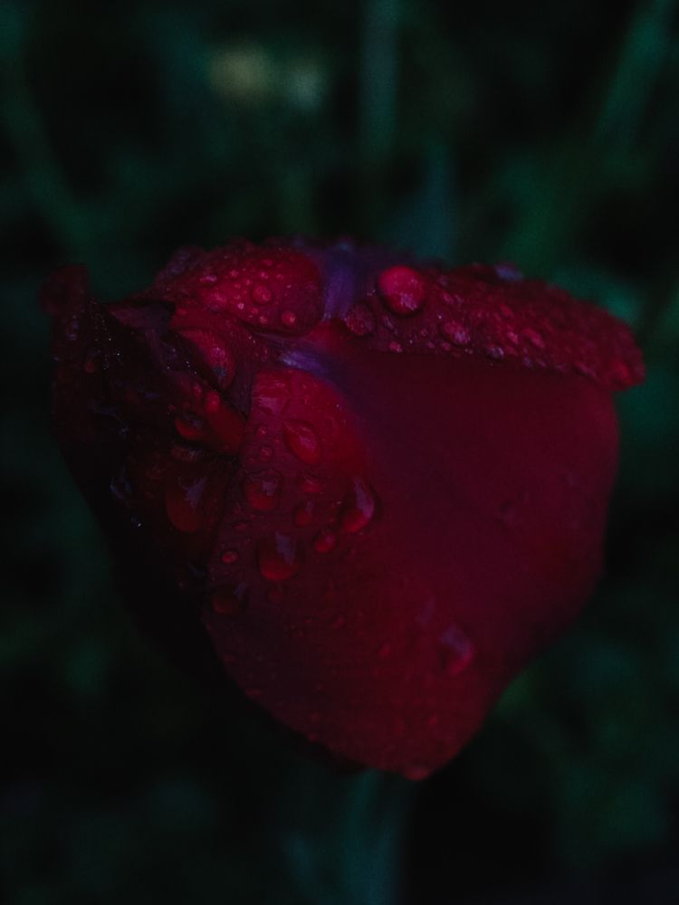 Photograph by Maria Stankevich