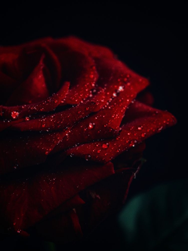 Photograph by Maria Stankevich