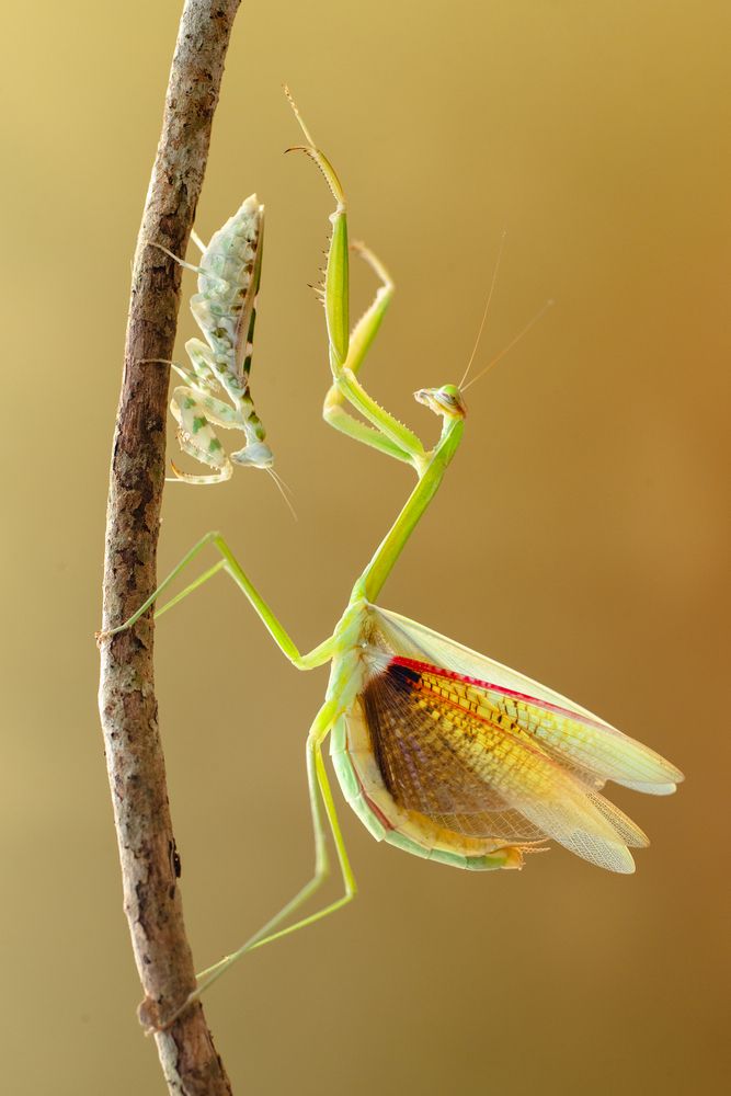 Mantis