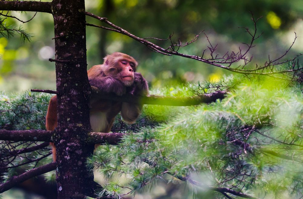 Silent Bonds in the Wild