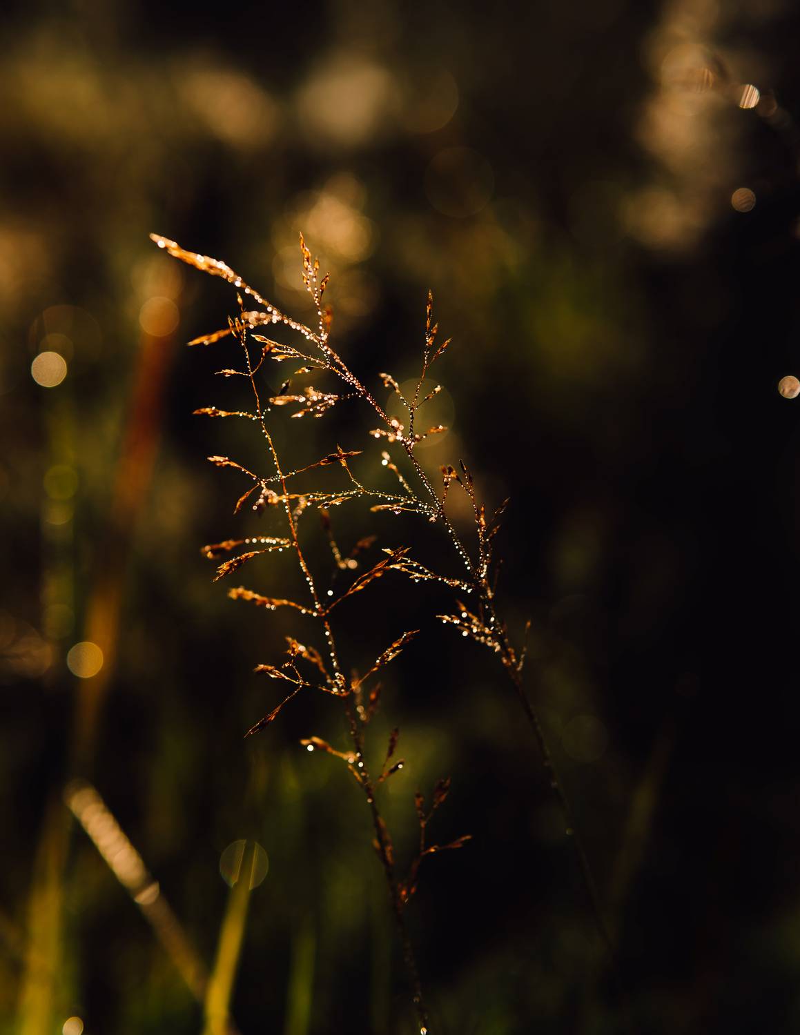 Photo #13574361