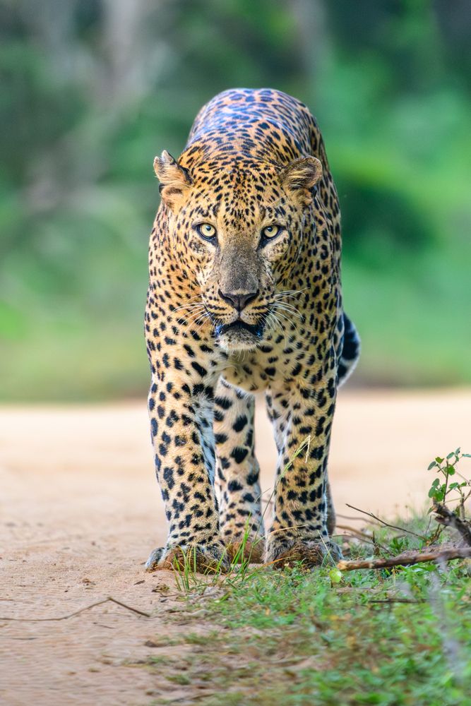 Photograph by Nilanka Amugoda Ruhunage