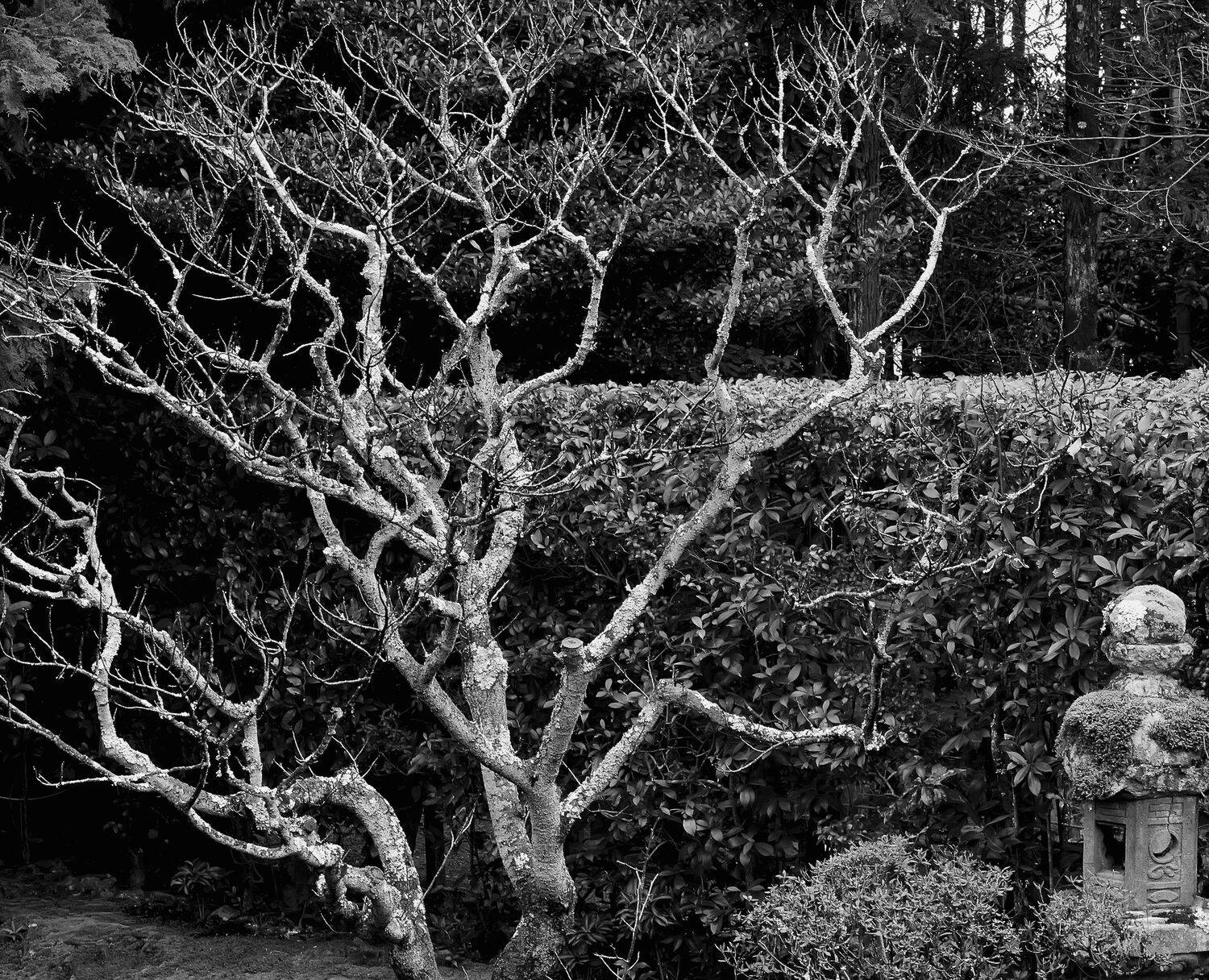 Skeleton Awaiting Spring