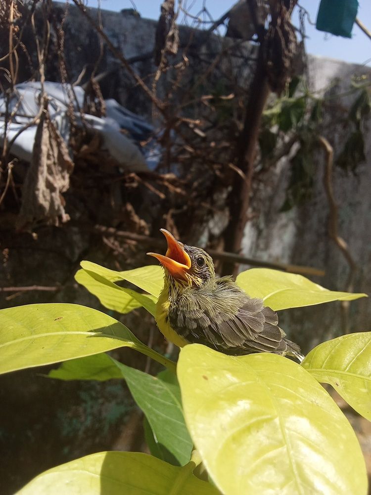 The sun bird