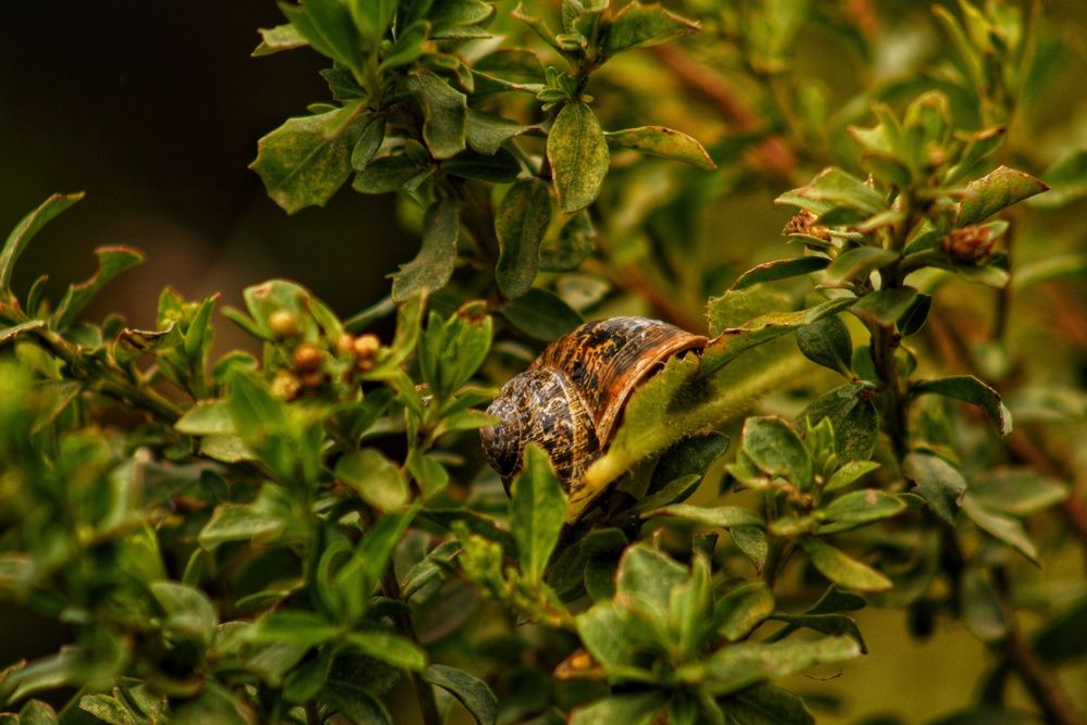 Photograph by Miguel Alejandro Soriano Ruiz