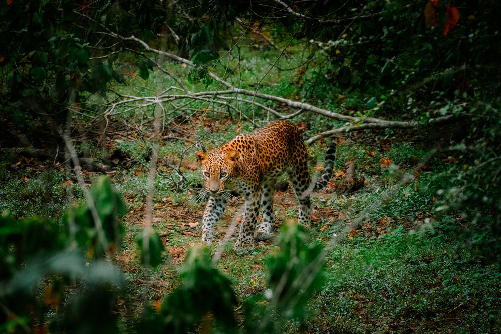 Photograph by Brian Robinson