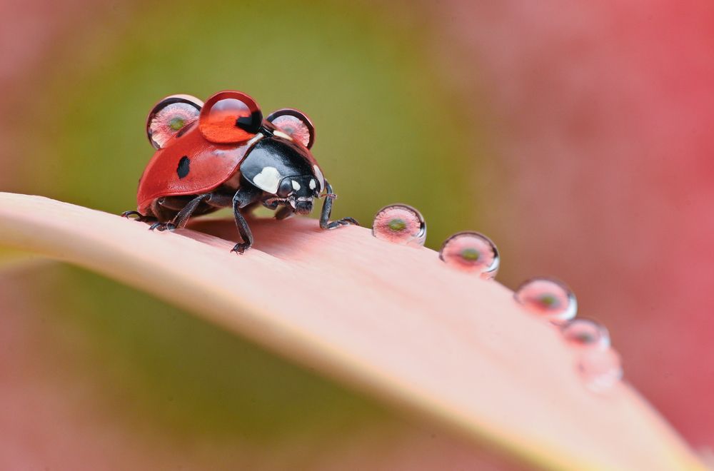 Photograph by Tsvetan Ganev