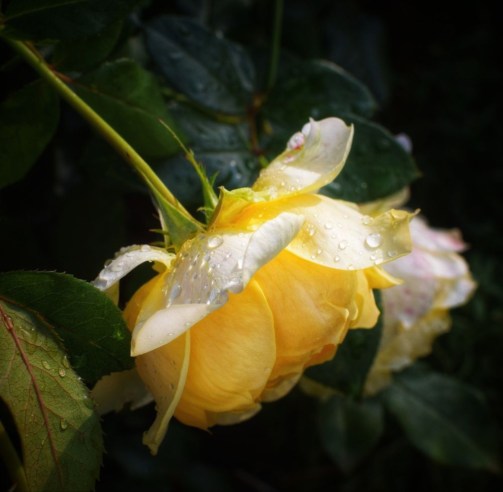 Photograph by Sveta Castañer