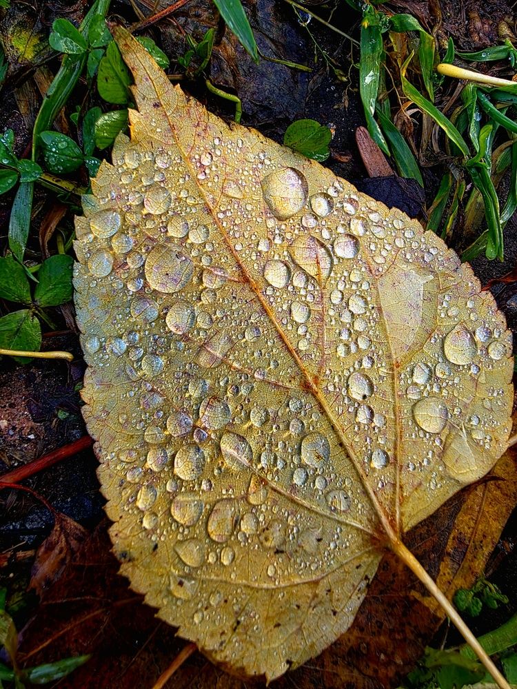 Photograph by Виктория Жарковская