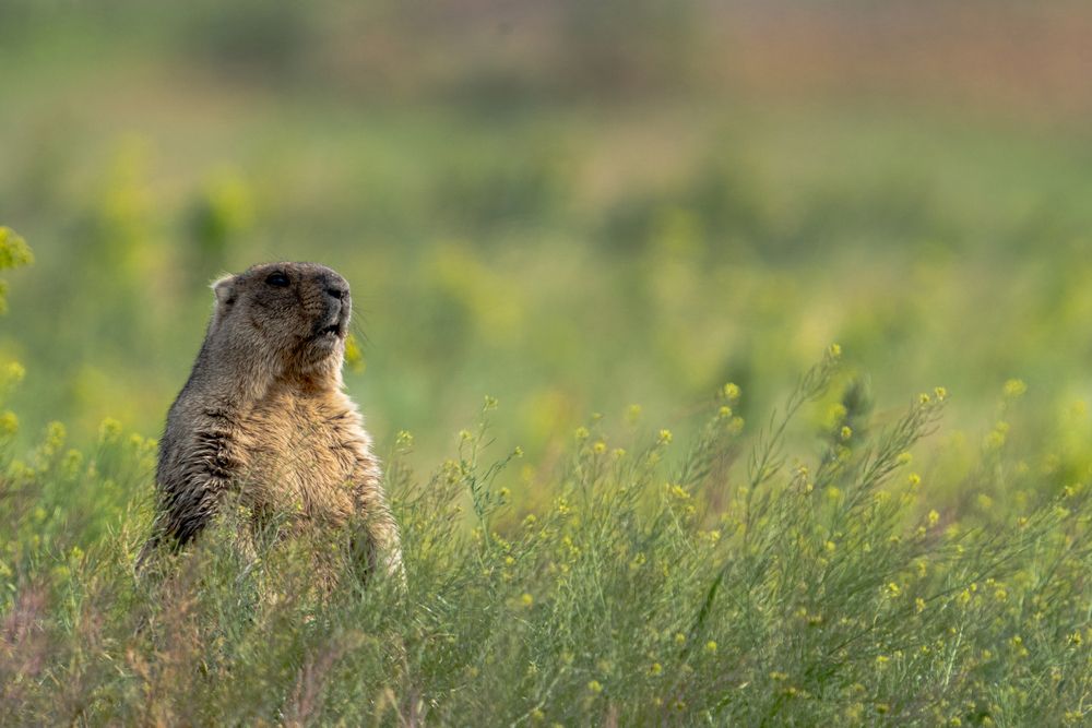 Photograph by Андрей Соколов