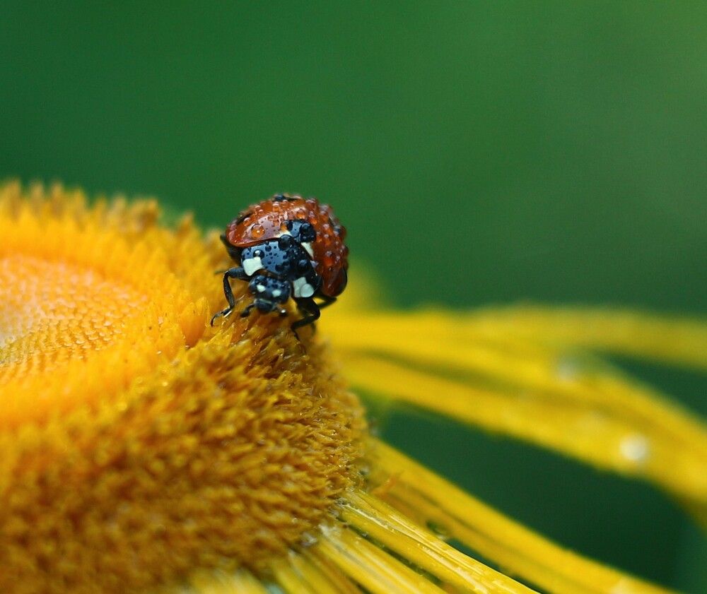 Photograph by Людмила Хрусталева*