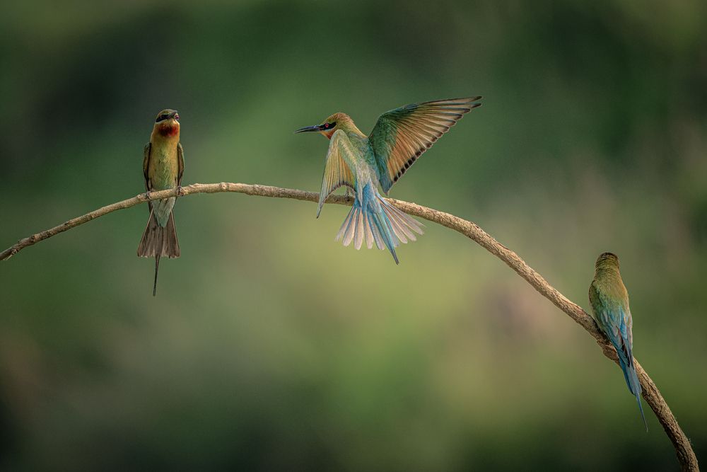 Photograph by Dipanjan Ray