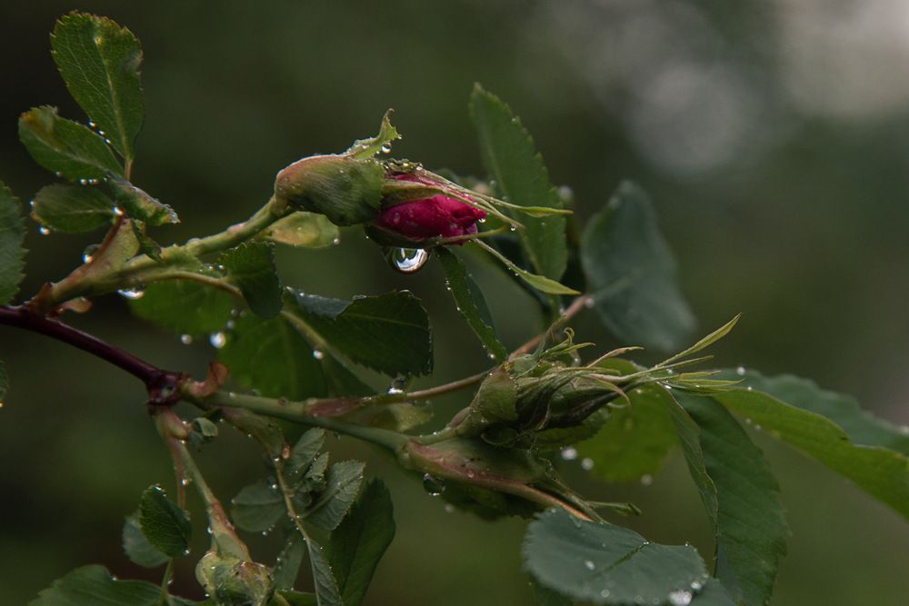 Photograph by Ирина Яук
