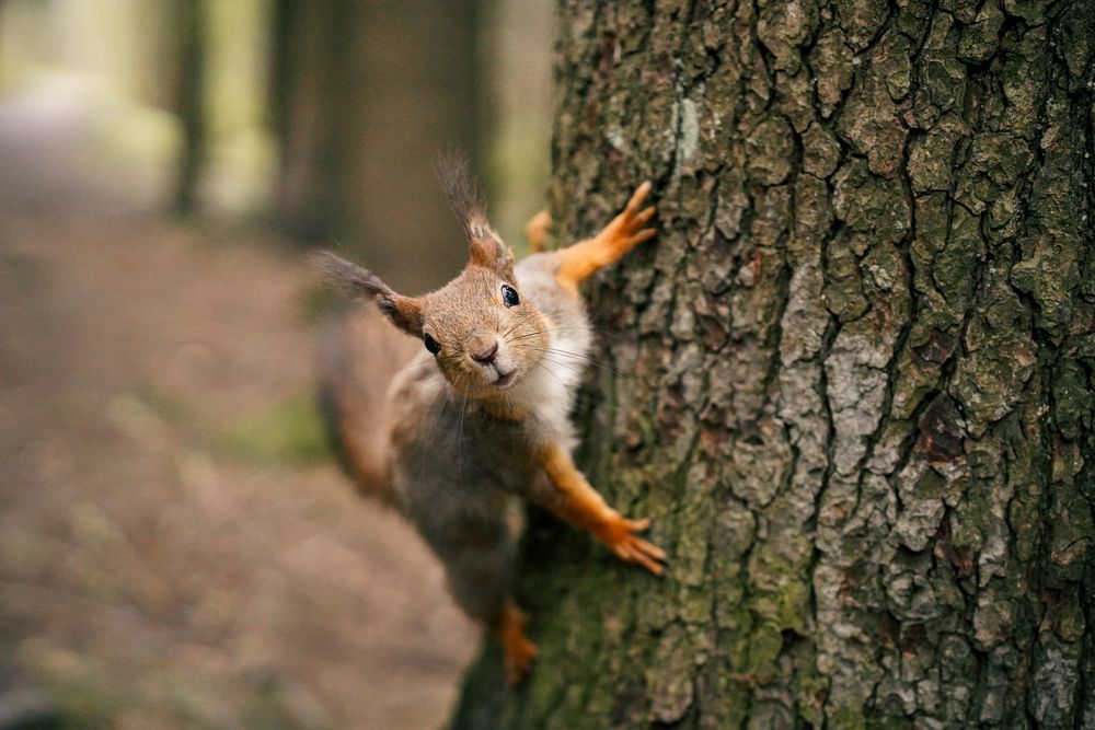 Photograph by Татьяна Чепрасова