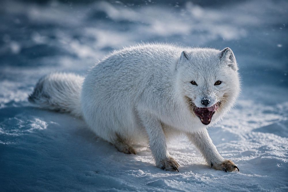 Photograph by Андрей Боиц