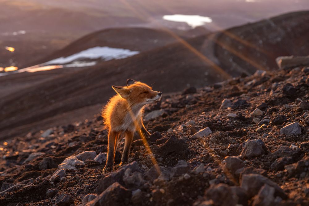 Photograph by Roman Vorobyev