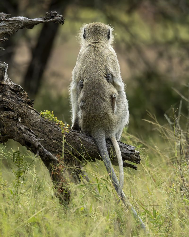 Photograph by Sâmia Munaretti