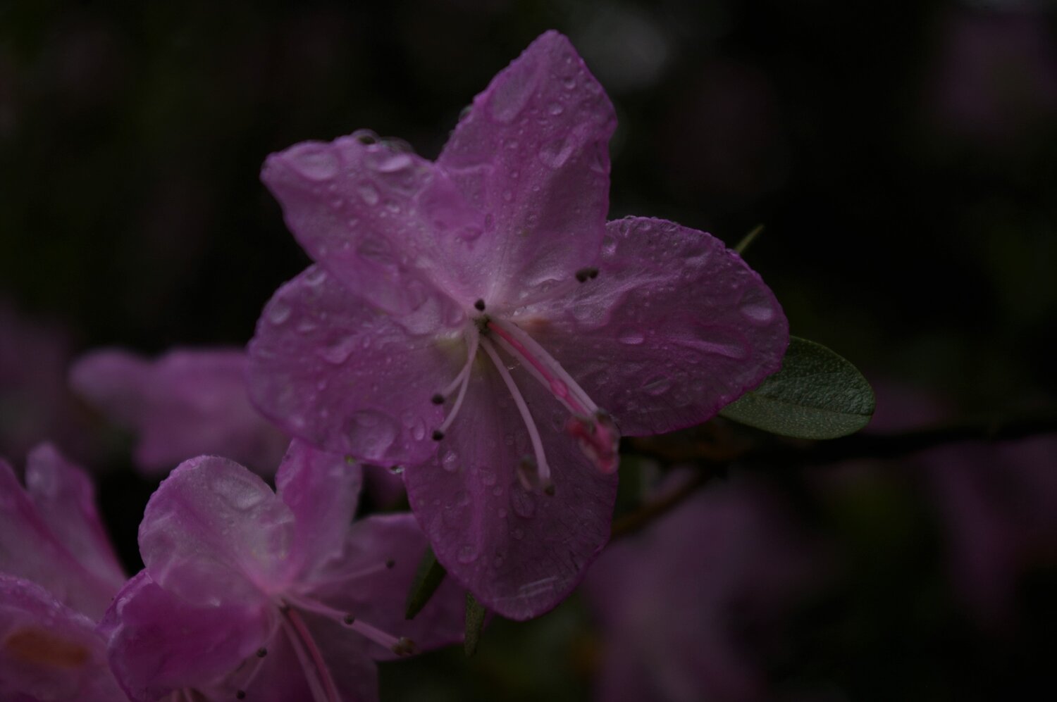 Photo #13576335