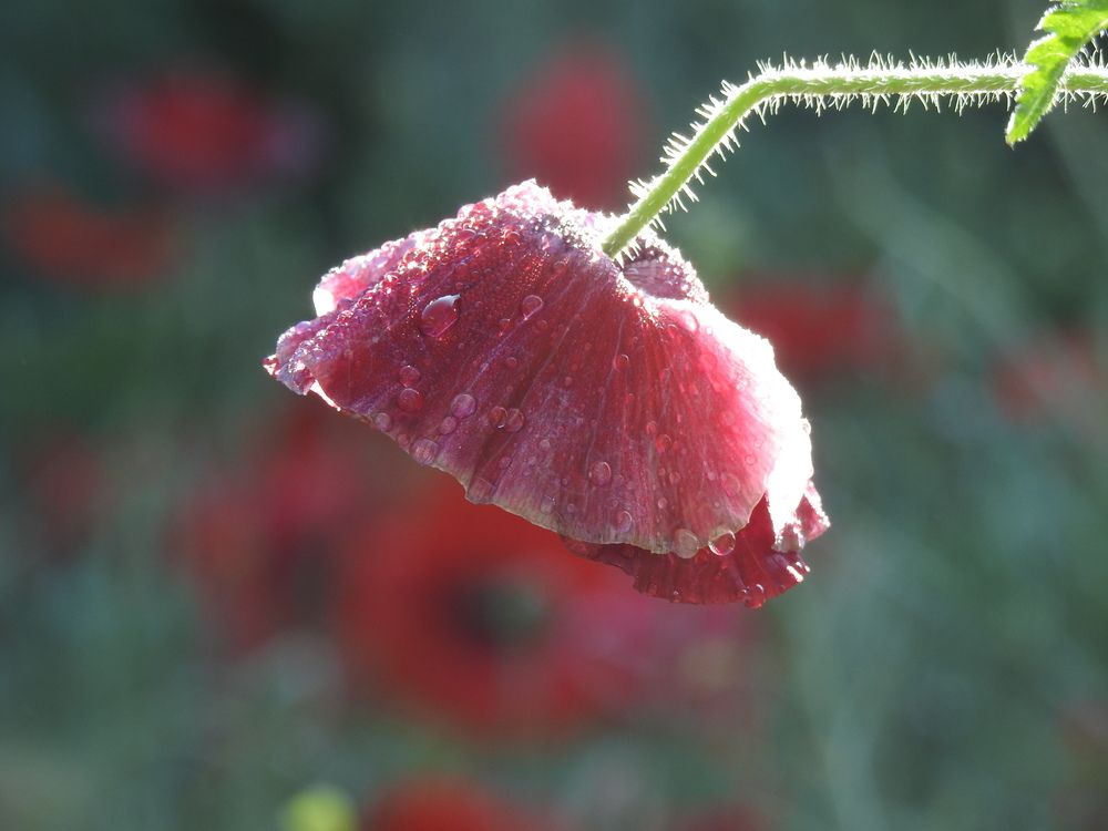 Photograph by Shavkat Tojiyev