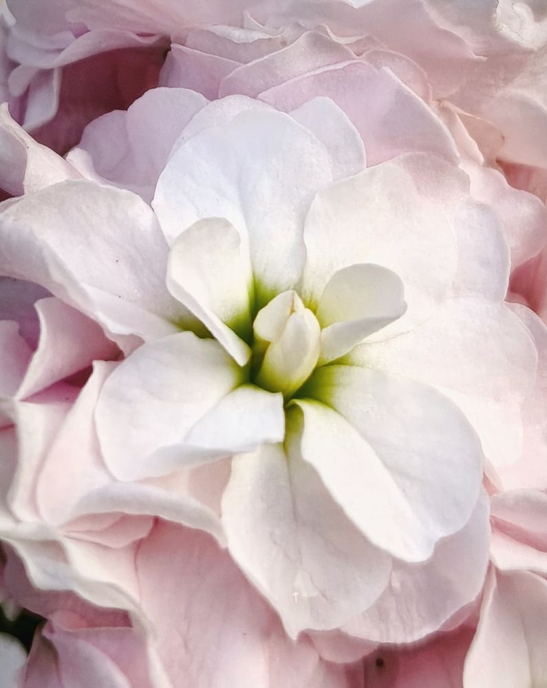 Pure Joy: Blossoming flower