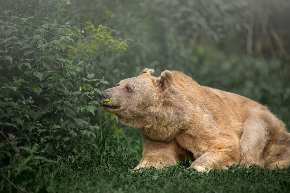 Фотография автора Елена Самусенкова