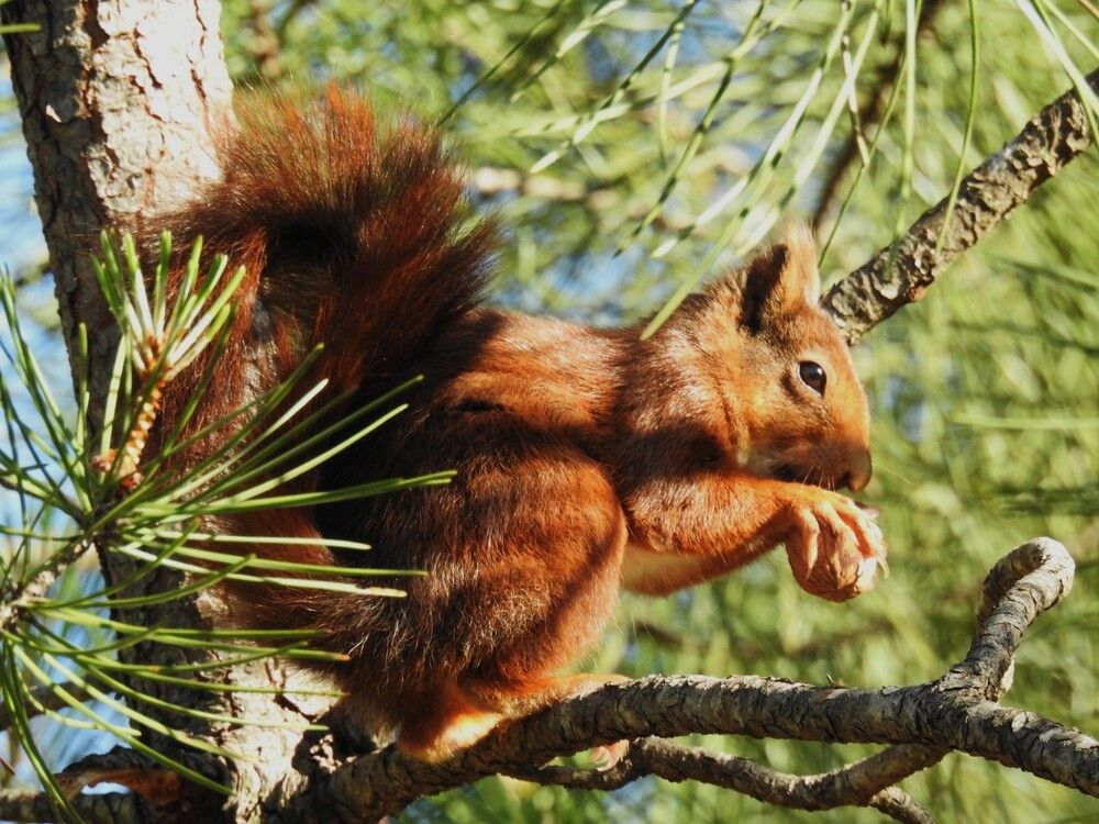 Squirrel