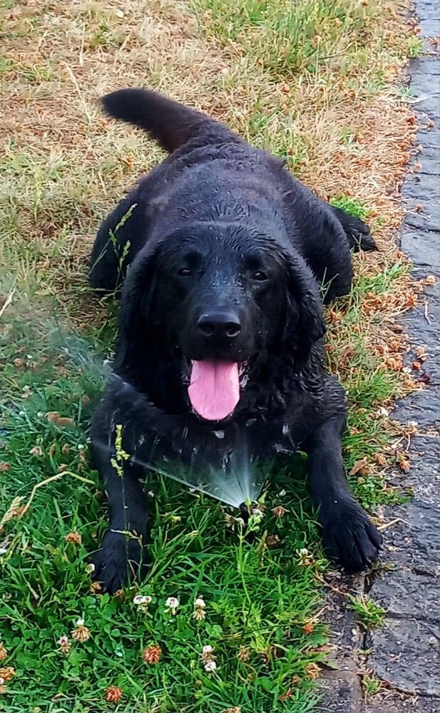 Labrador
