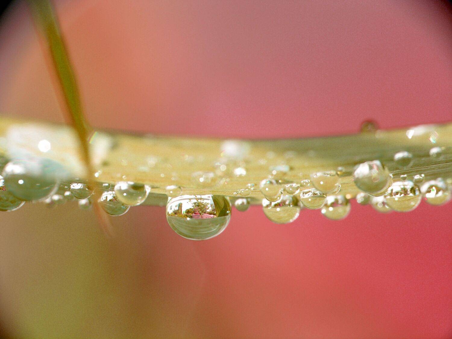 Perle