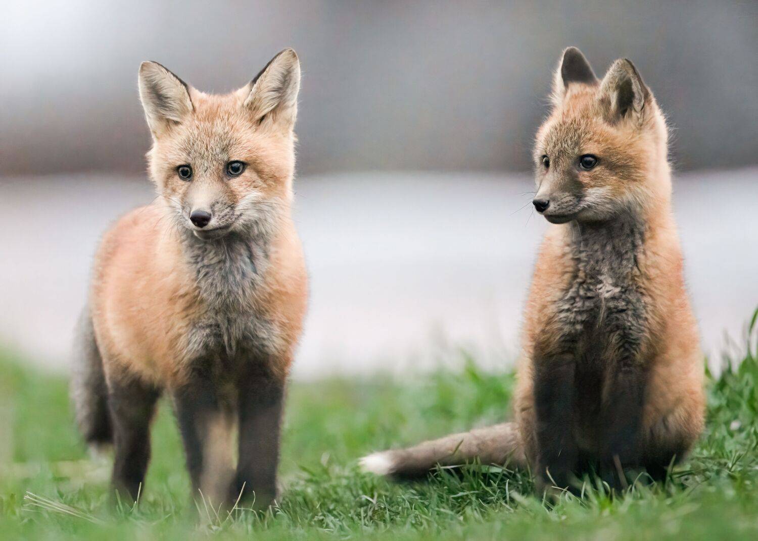 Photo #13577792