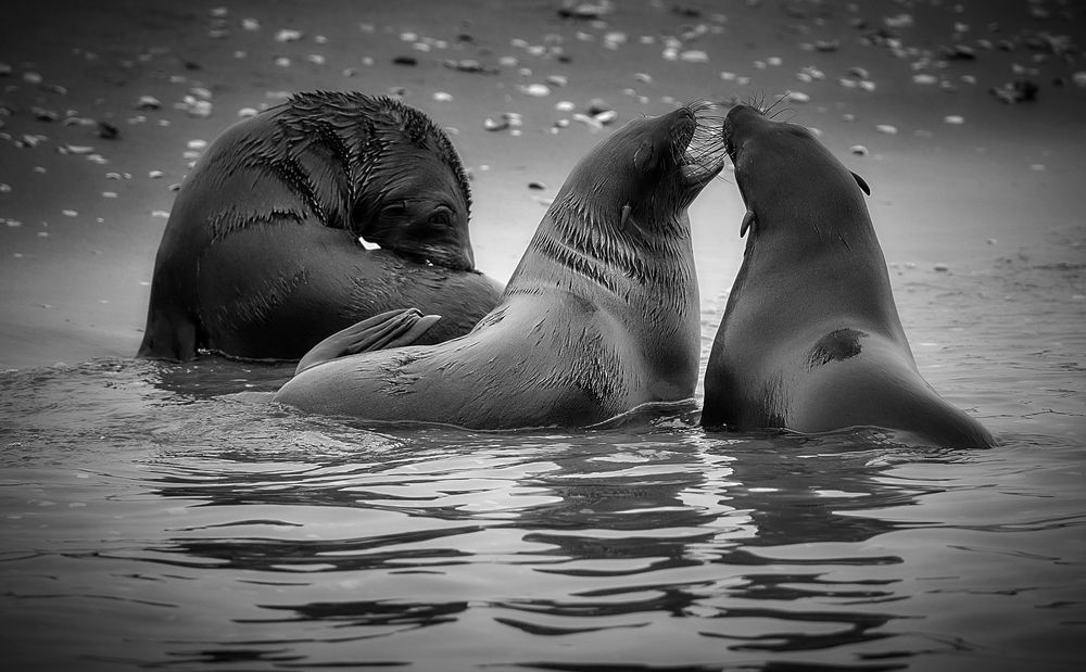 Фотография автора Boris Bekelman