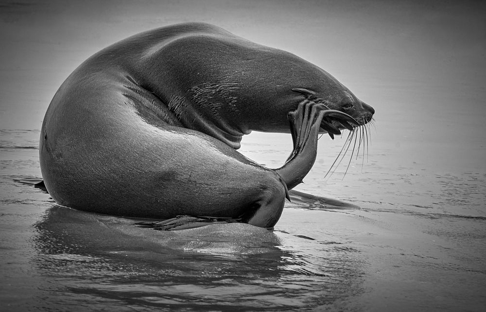 Фотография автора Boris Bekelman
