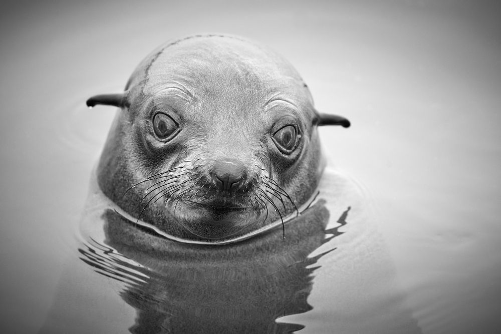 Фотография автора Boris Bekelman