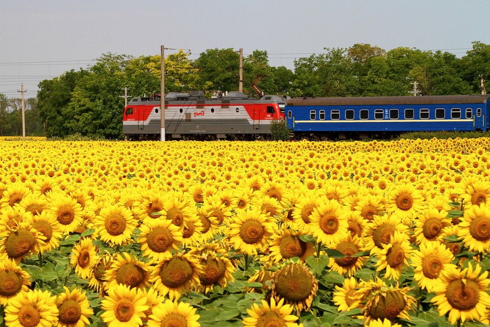 Photograph by Александр Челмодеев