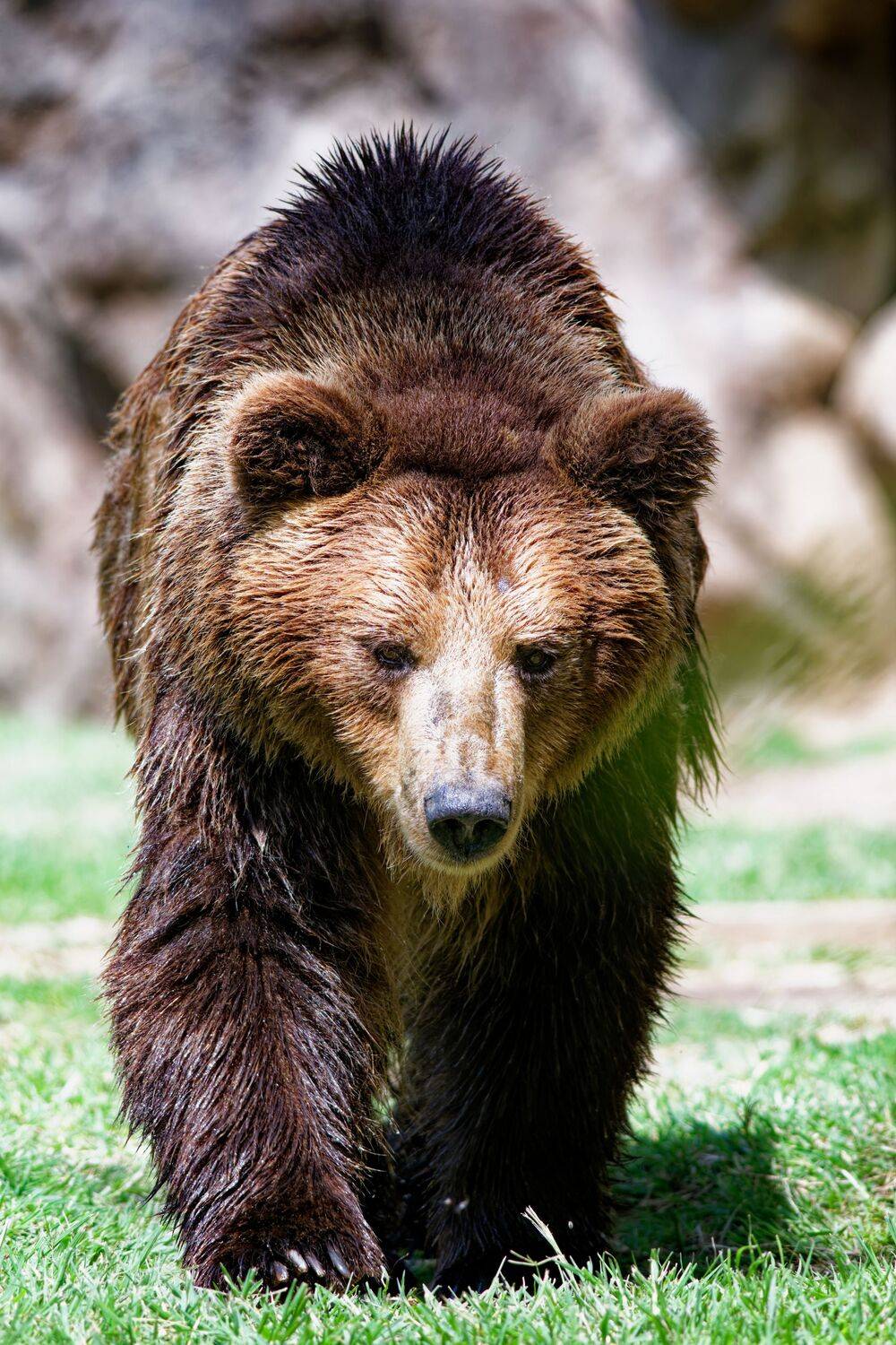 Brown Bear