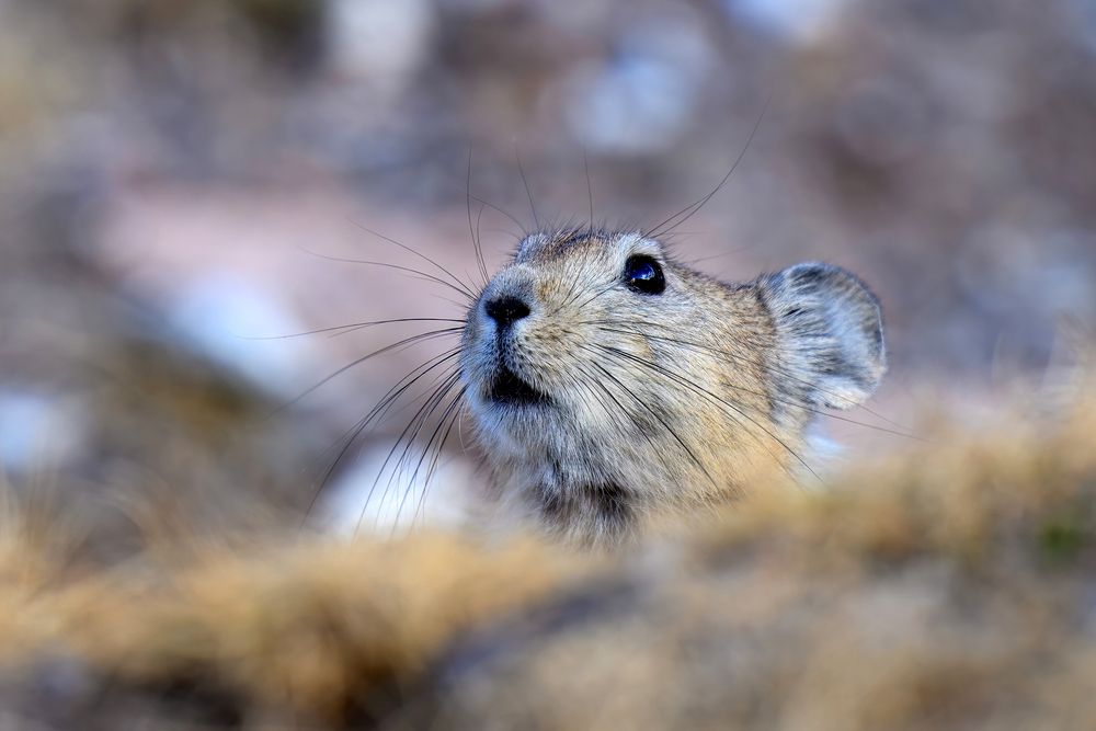 Photograph by Елена Бобаченко
