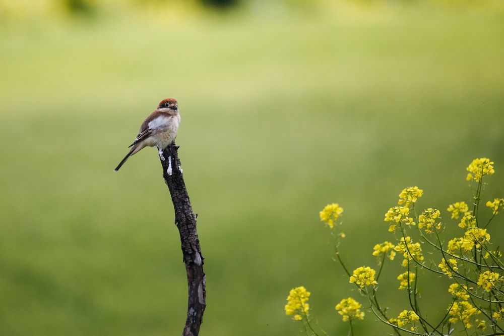 Photograph by Islam Traikia