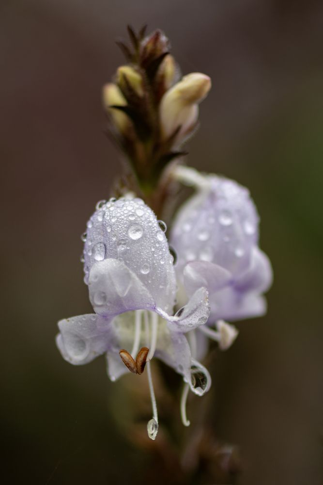 Photograph by Shehan Dondeenu