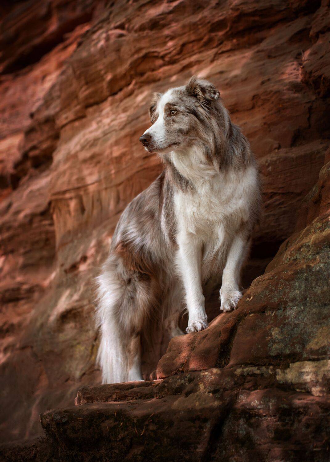 Silent Watcher