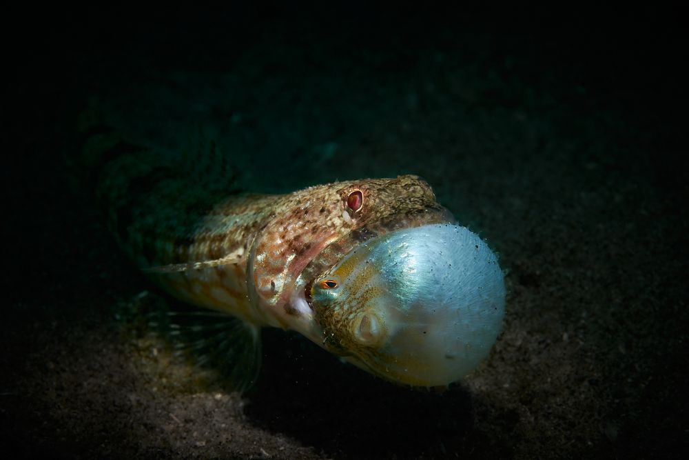 Photograph by Denis Timchenko