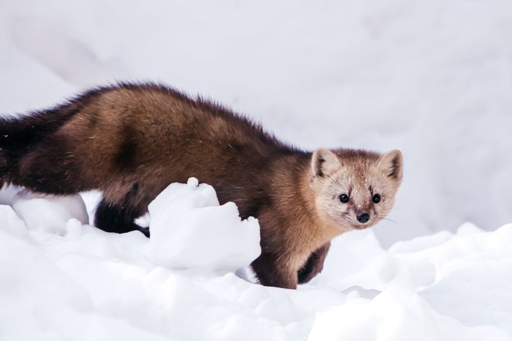 Photograph by Корчагина Оксана