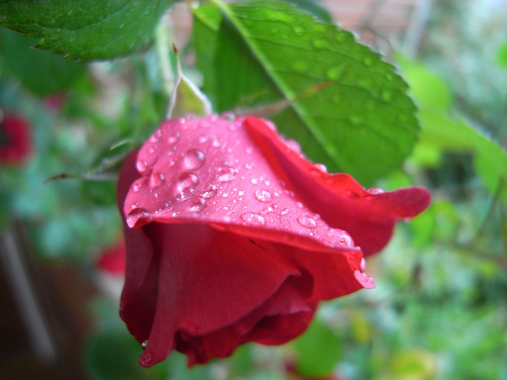 Photograph by Александр Журавлев