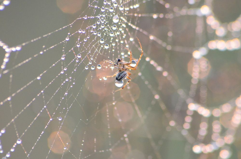Photograph by Алексей Читеишвили